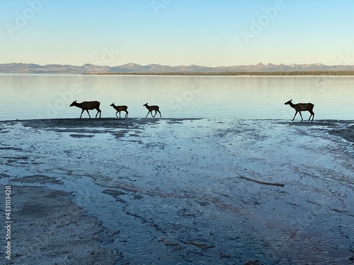 Family of elk. Walking the border of a hot spring and lake