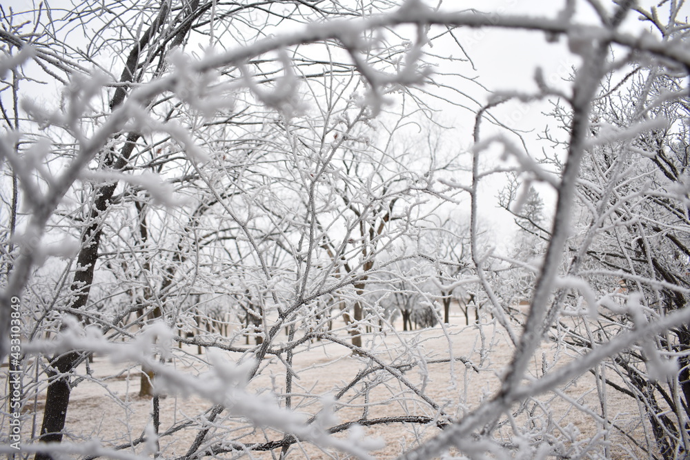 Fototapeta premium Bush Covered in Frost