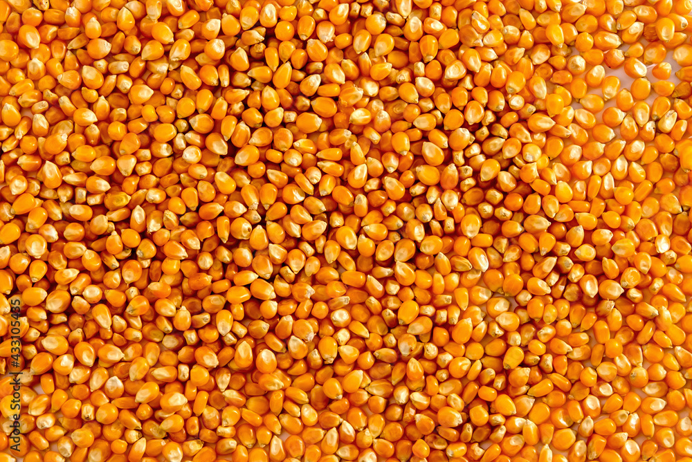 Background texture of corn kernels. Background texture of corn kernels.