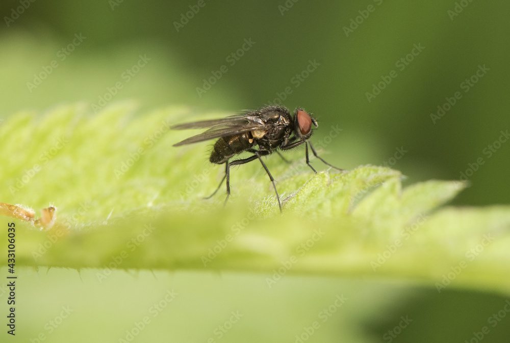Fly or dipteran perched on green grass in an environment of filtered light and green tones Fly or dipteran perched on green grass in an environment of filtered light and green tones