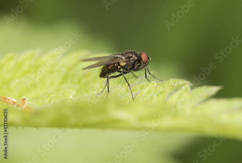 Fly or dipteran perched on green grass in an environment of filtered light and green tones