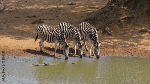 Zebra drinking at waterhole