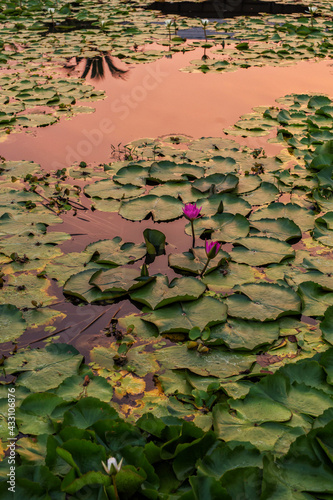 Pink lotus flowers are blooming with sunset in the evening water reflection