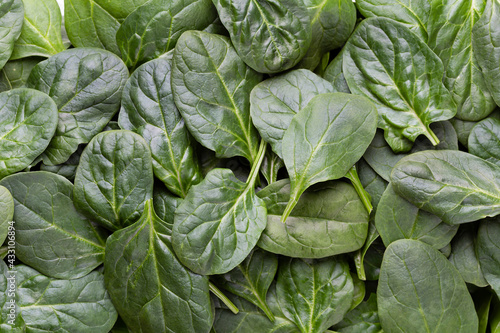 Spinach background full image. Top view