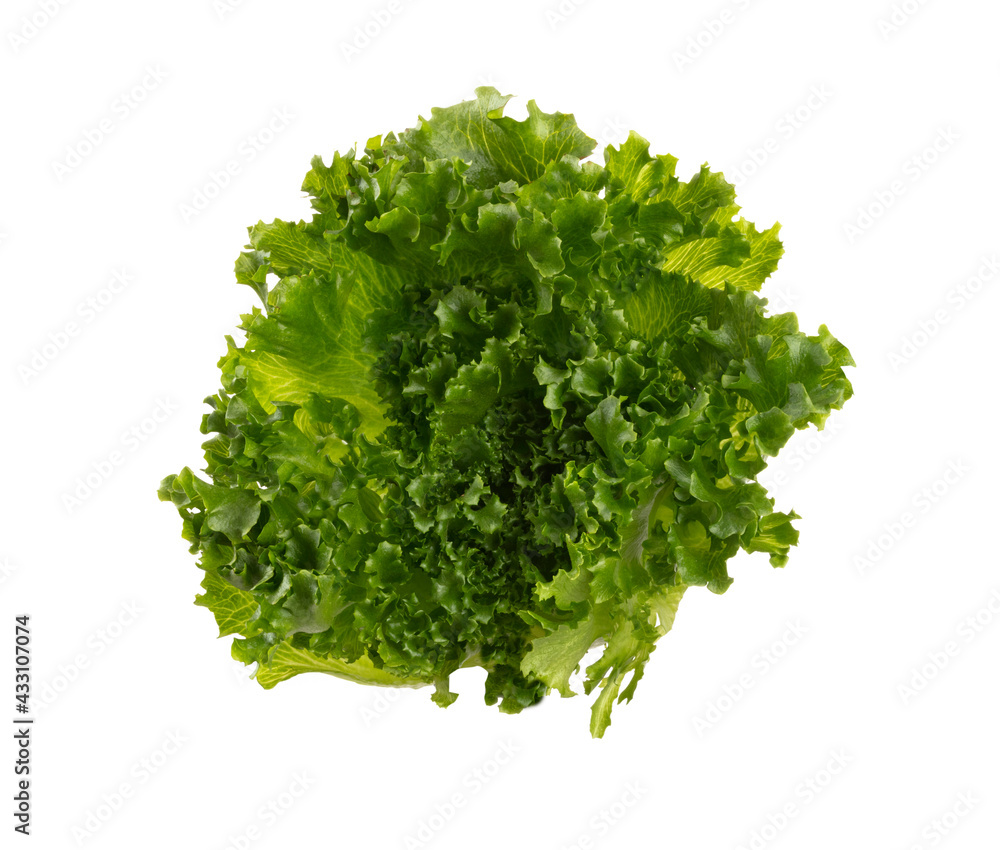 Obraz premium Salad leaves Bio lettuce isolated on white background.