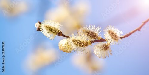 Blossoming willow in the early spring on a background of blue sky 