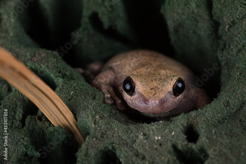 Dessert tree frog hiding in the hole photo