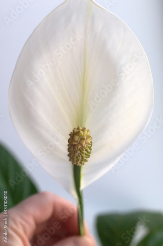Fototapeta Naklejka Na Ścianę i Meble -  A spathiphyllum, a beautiful large indoor flower