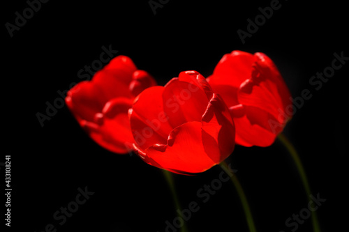 Red tulips on black background