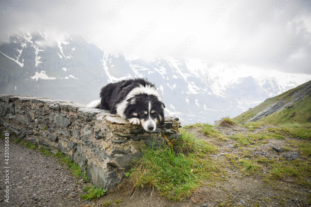 Obraz premium Portrait of border collie on stone in austria nature near to glossglockner.