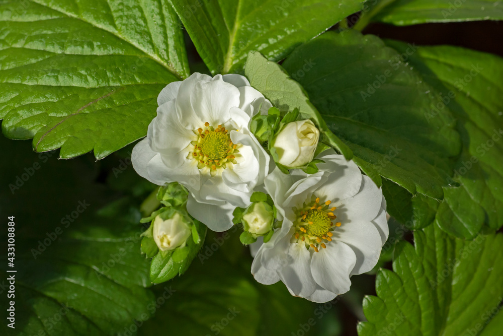 White yellow- centered blooms of strawberry (Fragaria × ananassa) on natural green leaf background. Concept of growing own healthy food
