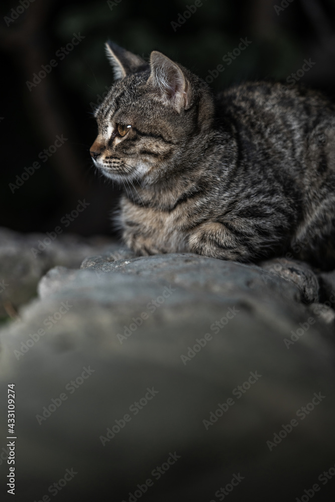 Street cat. A cat sits on the rock at night time.
