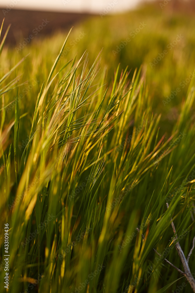 Grass. Fresh green spring grass background, closeup. Sun. Soft Focus. Summer Background. Summer meadow with green grass