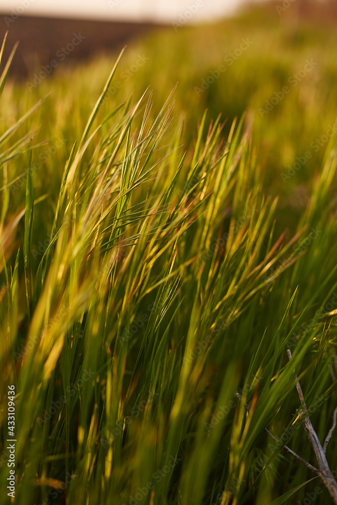 Grass. Fresh green spring grass background, closeup. Sun. Soft Focus. Summer Background. Summer meadow with green grass Grass. Fresh green spring grass background, closeup. Sun. Soft Focus. Summer Background. Summer meadow with green grass