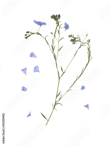 Pressed and dried meadow flowers. Scanned image. Vintage herbarium. Composition of the grass and blue flowers on a white background.