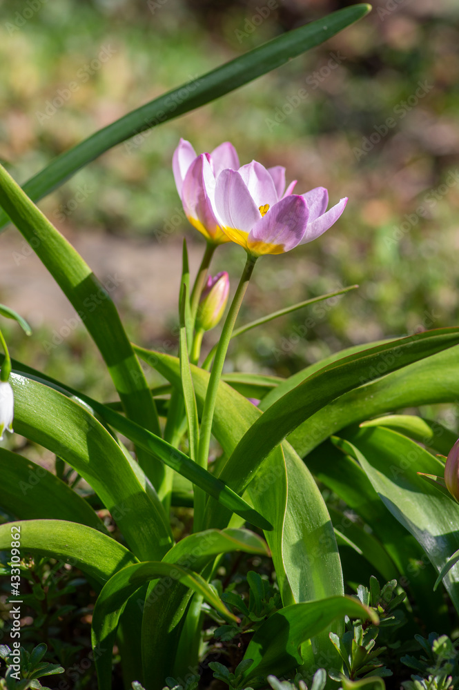 Tulipa saxatilis bright pink yellow flowering cretan tulip flowers, springtime beautiful ornamental rock plants in bloom