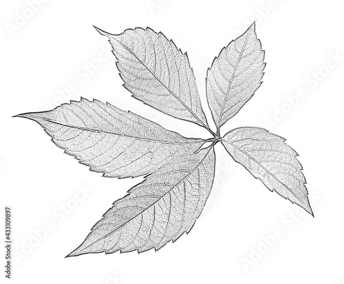 Grapes leaf. Black and white imitation of pencil drawing. Close-up view.