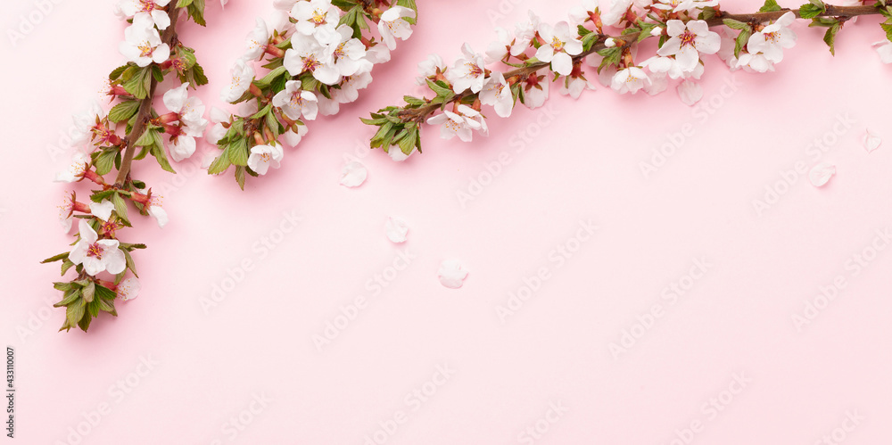 Cherry blossom over pink background Cherry blossom over pink background
