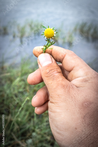 Globe chamomile (oncosiphon pilulifer) Wild flower being held in a mans hands, Cape Town, South Africa photo