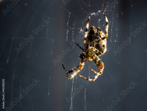 spider on the web macro 
