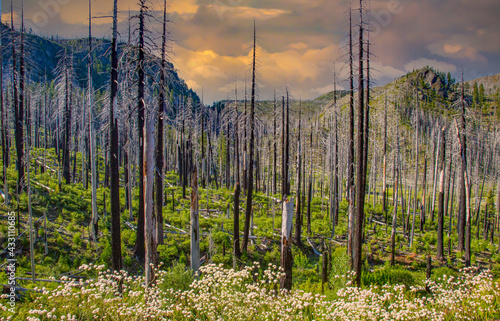 New growth, wildflowers and regeneration are growing among the dead pine and fir trees that burned in the B&B Complex fires that burned over 90,000 acres of forest near Sisters, Oregon