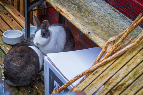 Two rabbits playing on the houseboat deck, Leiden, Netherlands