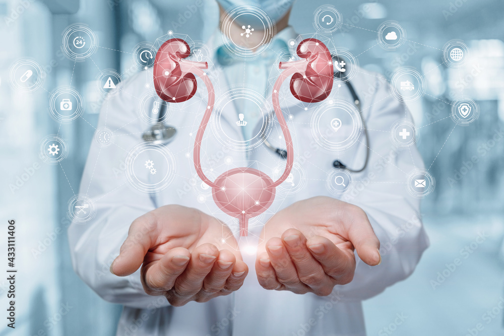 Doctor shows the urinary system . Doctor shows the urinary system .