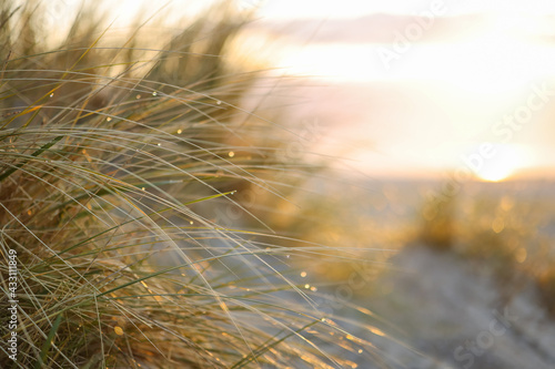 many dew drops in dune grass with blurry background