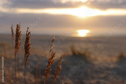Dune grass flowers at sunrise on beach