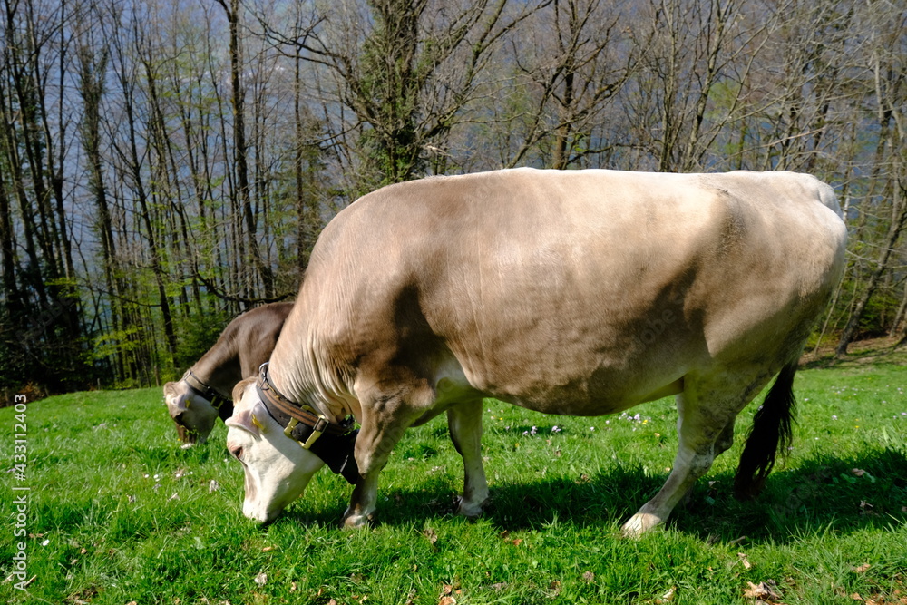 Some cows near Gersau in Switzerland. The 27th April 2021, spring in the swiss mountains. Some cows near Gersau in Switzerland. The 27th April 2021, spring in the swiss mountains.