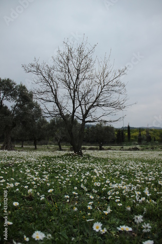 Wallpaper Mural My World Torontodigital.ca