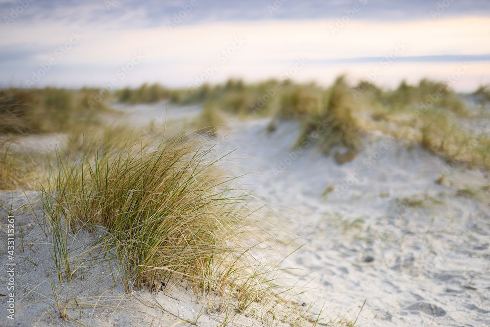 sand dunes and grass sand dunes and grass
