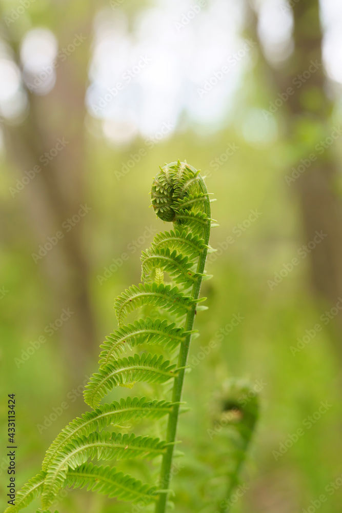 unfurling spiral of a fern frond unfurling spiral of a fern frond