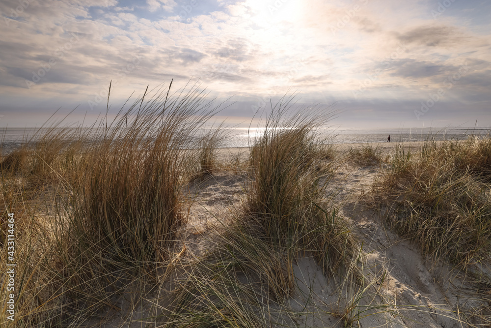 Fototapeta premium Dune grass at beach in front of dramatic sky