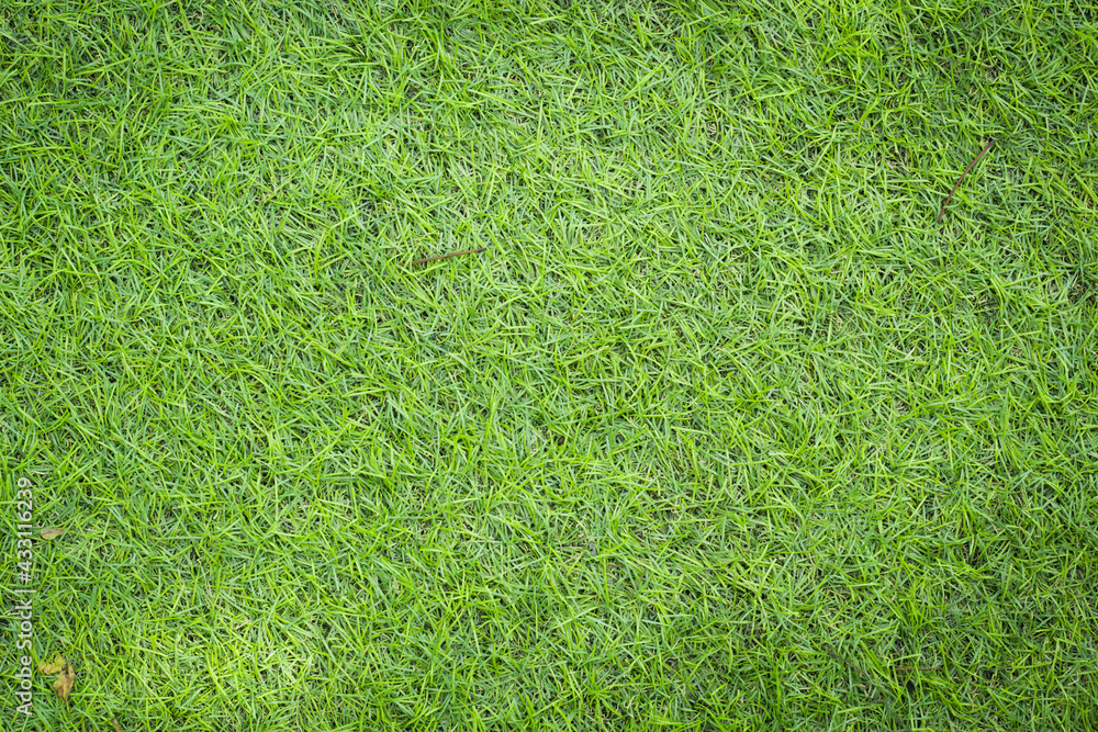 Fototapeta premium grass texture for background
