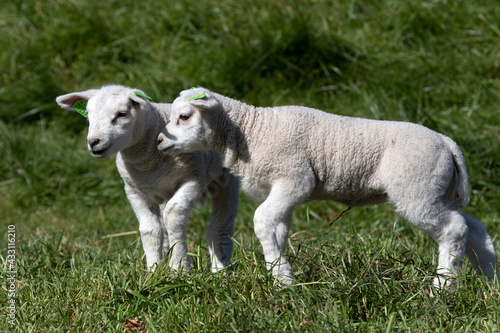 Two single young white lambs in the spring sun