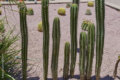 Cactus decorativos de un jardín botánico de un hotel con temática de desierto photo