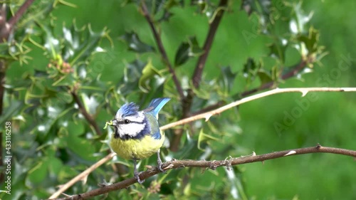 Close-up view of a blue tit holding a worm in beak  