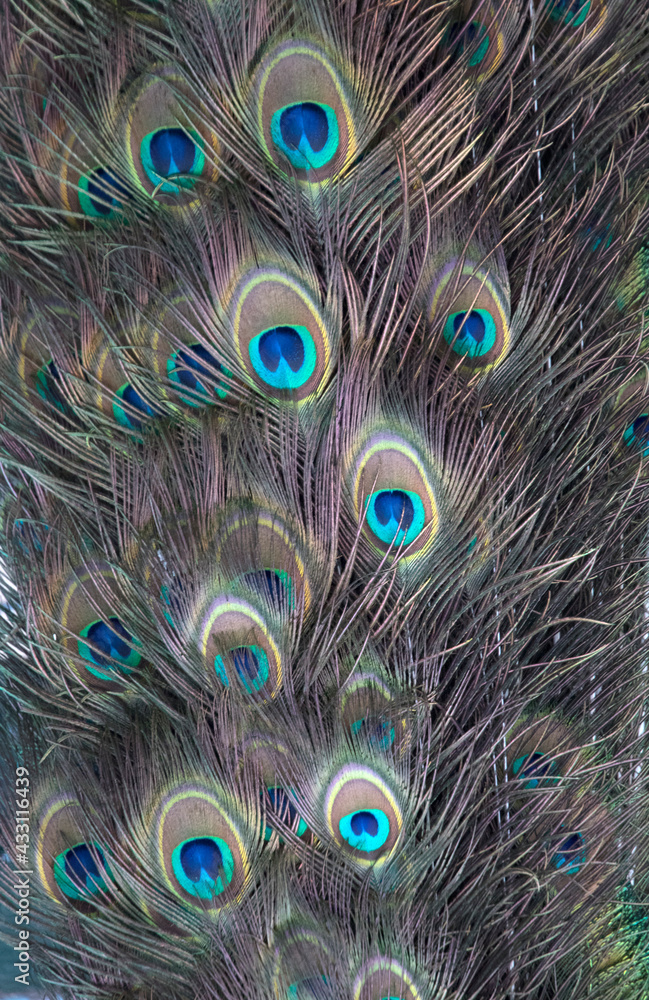 Fototapeta premium Colored feathers of a peacock