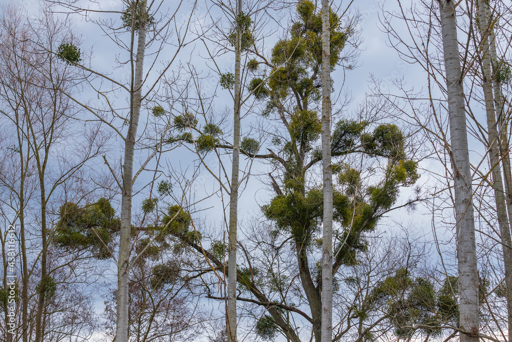 View into the treetops. Mistletoe grows on the branches. The sky is blue. View into the treetops. Mistletoe grows on the branches. The sky is blue.