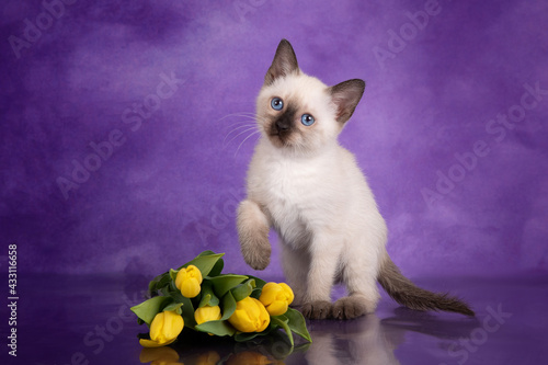Thai kitten with yellow tulips on a purple background.