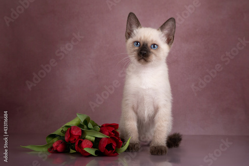 Thai kitten with red tulips on a beige background.