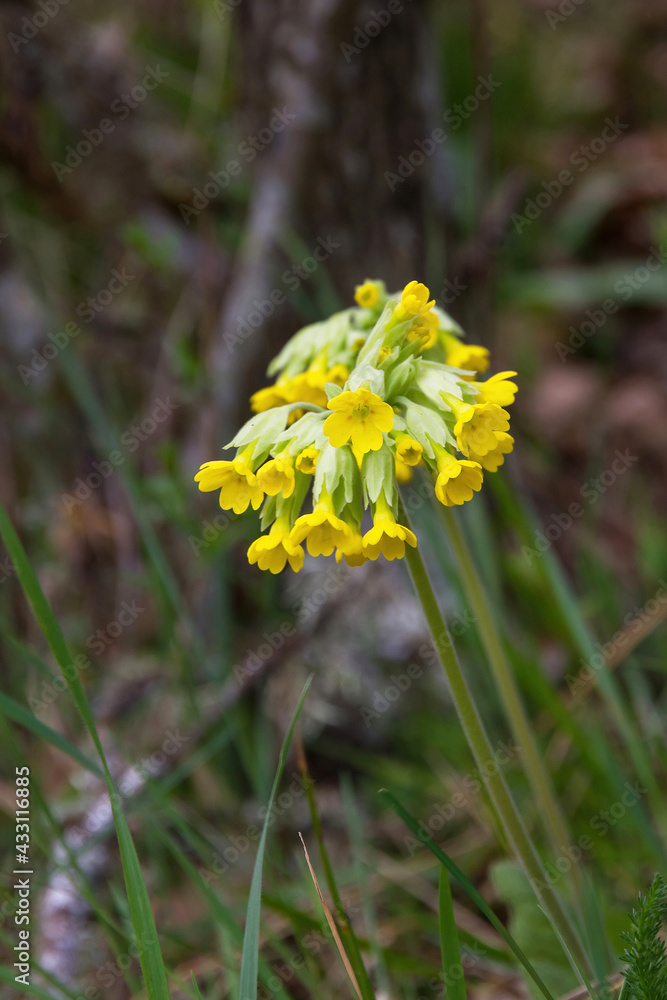 Wild plant with yellow flowers Primula Veris Wild plant with yellow flowers Primula Veris