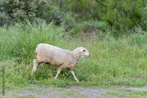 ovejas con el pelaje de invierno sobre la hierva de primavera 