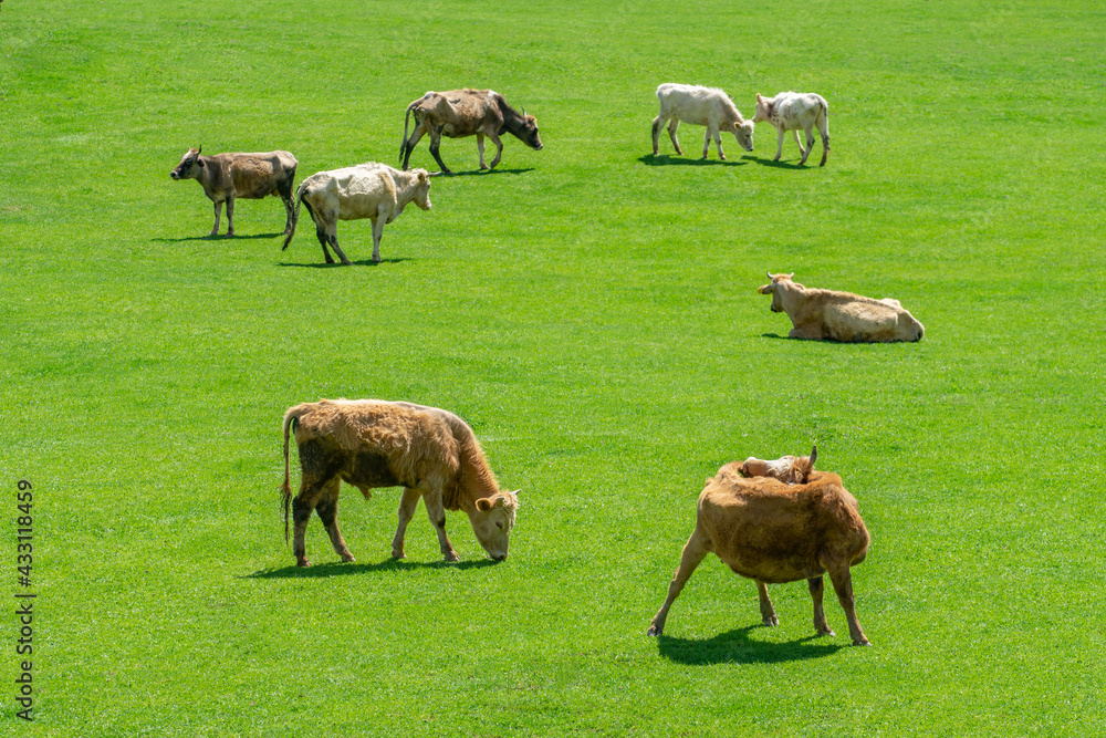 Grazing cows on a mountain green pasture Grazing cows on a mountain green pasture