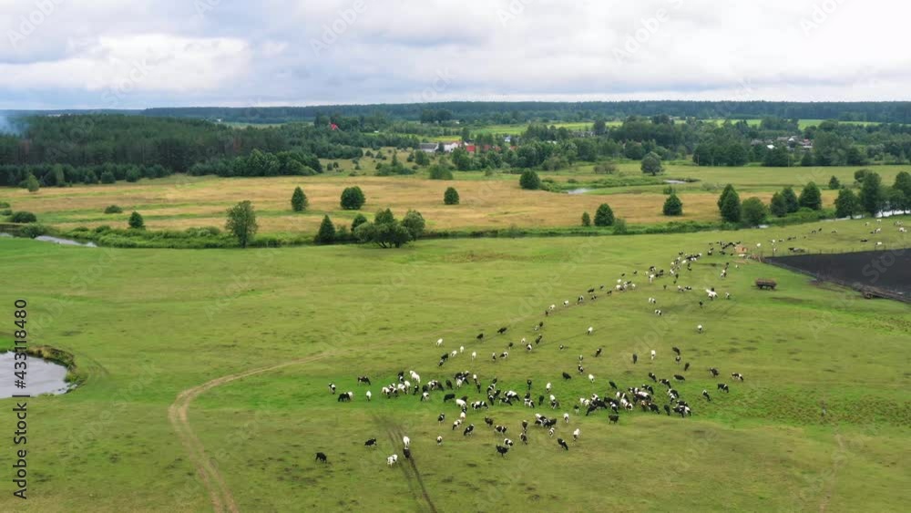 Drone rising above big flock of cows grazing on magnificent green summer field with winding river on overcast day. Drone rising above big flock of cows grazing on magnificent green summer field with winding river on overcast day.