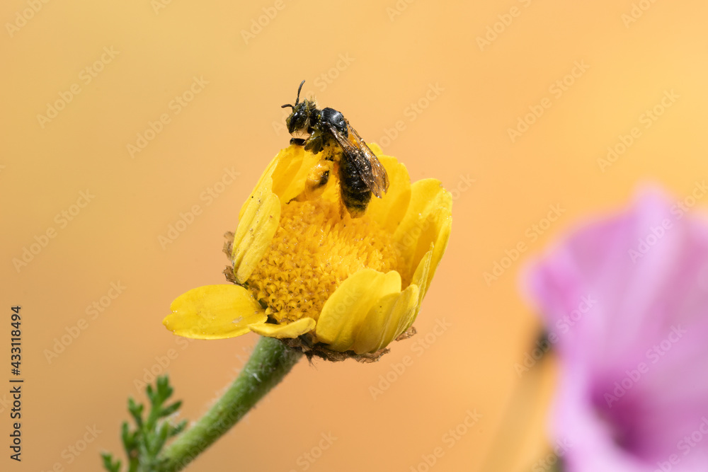 abeja con polen en una flor amarilla  - obrazy, fototapety, plakaty 