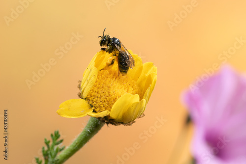 abeja con polen en una flor amarilla 