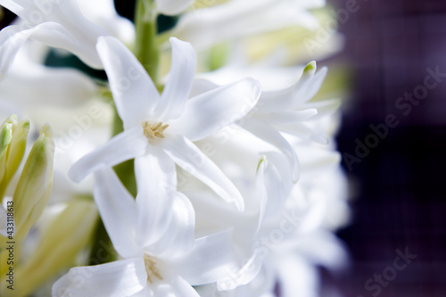 White hyacinth in full spring bloom © gemaibarra