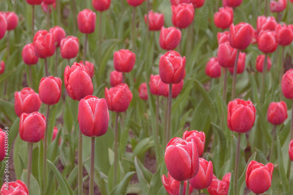 Bright red flowers of the spring decorative plant Tulip in the park. Gardening and landscape design.